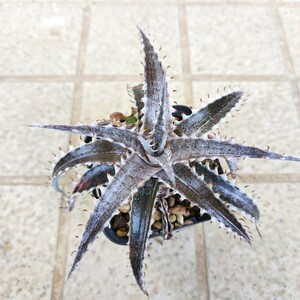 ディッキア Dyckia braunii x ('White Whiskers' x TC BBB) ③