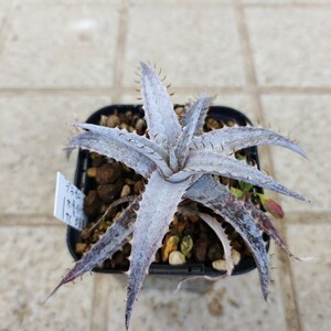 ディッキア Dyckia braunii x ('White Whiskers' x TC BBB) ④