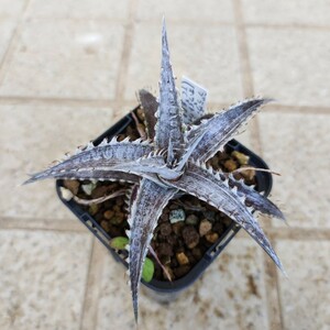 ディッキア Dyckia braunii x ('White Whiskers' x TC BBB) ⑤