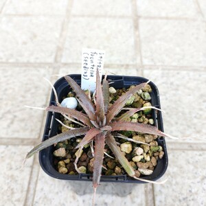 ti Kia Dyckia reitzii var. fronteira hybrid