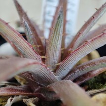 ディッキア Dyckia reitzii var. fronteira hybrid_画像4