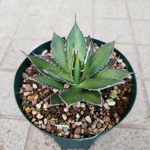 アガベ ホリダ Agave horrida ssp. horridaの画像2