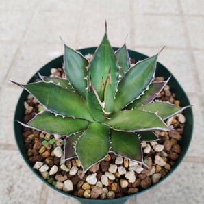 アガベ ホリダ Agave horrida ssp. horridaの画像1