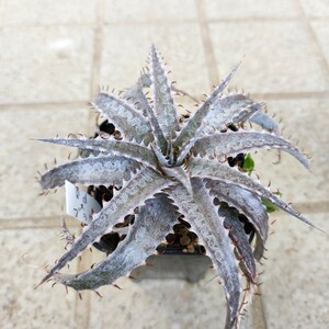 ディッキア Dyckia 8d x braunii