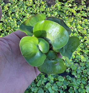 花咲く浮草　ホテイアオイ(無農薬　無害虫)(10株)メダカに