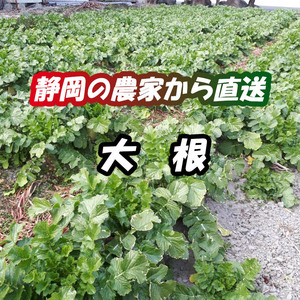 地域限定*送料無料*農家直送*静岡県産*大根*10kg*新鮮野菜*訳あり