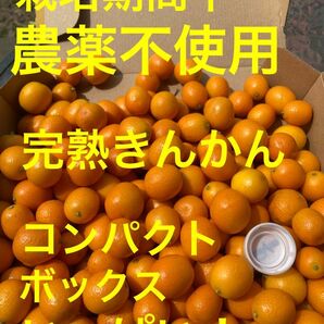 美味しい！きんかん、金柑、キンカン、コンパクトボックス入るだけ！！いっぱい