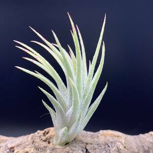 Tillandsia 'Celtic Spire' チランジア セルティックスパイアー ionantha イオナンタ ティランジア