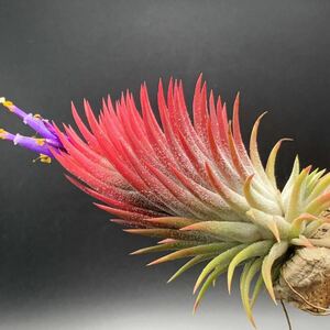 Tillandsia ‘Supatra's Glitter’ チランジア スパトラズグリッター イオナンタ ティランジア ionantha