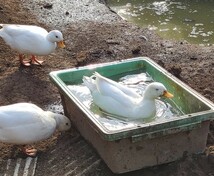 食用・コールダックの有精卵５個（即決で１個保証）_画像1