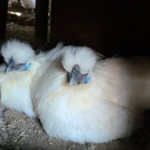 青玉白鳥骨鶏の有精卵５個（即決で１個保証）（食用可）の画像3