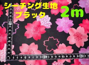目玉品【2m】シーチング生地 桜 サクラいっぱい 花柄 ブラック