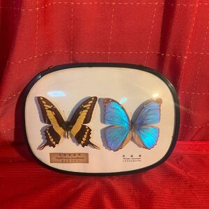  specimen butterfly interior ornament 