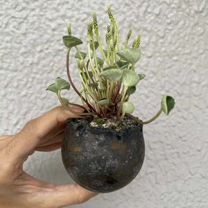 peperomia cf. andina 種子 塊根植物・多肉植物　ペペロミア cf. アンディナ