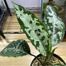 Aglaonema pictum AP Aceh Sumatra LA1115-02j アグラオネマ ピクタム アルゲンタム LA便 アチェ スマトラ　_画像6