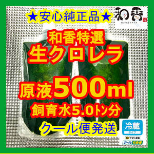 クール便★和香特選生クロレラ500ml★即日発送★ミジンコめだか金魚らんちゅうの餌 針子稚魚の青水作 ワムシゾウリムシ生餌ミドリムシ