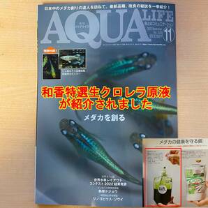 送料無料クール便★和香特選生クロレラ500ml★即日発送★ミジンコめだか金魚らんちゅうの餌 針子稚魚の青水作 ワムシゾウリムシ生餌の画像2