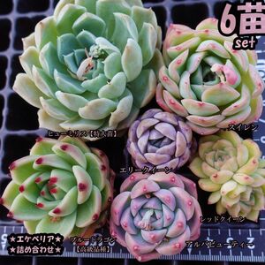 韓国苗　多肉植物　エケベリア　詰め合わせ　6苗セット【5S】