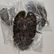 ゾウリエビ （1-2尾で200～250g） 特殊冷凍 幻の海老 浜から直送 送料無料 北海道/沖縄/東北は別途送料 宇和海の幸問屋_画像6