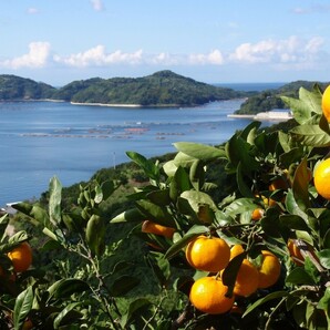 天空のせとか 家庭用 2kg 8~15個 愛媛 西宇和 川上産 農地直送 送料無料 北海道/沖縄/東北は別途送料 宇和海の幸問屋の画像9