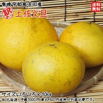 土佐文旦 訳あり サイズ不揃い 8kg 愛媛 宇和島 吉田産 農地から直送 送料込み 宇和海の幸問屋_画像1