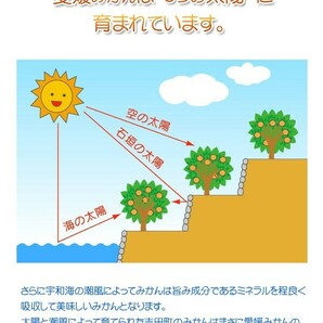 天空のせとか 家庭用 2kg 8~15個 愛媛 西宇和 川上産 農地直送 送料無料 北海道/沖縄/東北は別途送料 宇和海の幸問屋の画像8