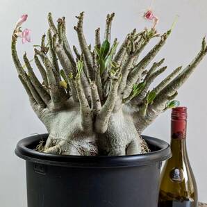 塊根植物 アデニウム アラビカム adenium arabicum コーデックス 砂漠のバラ オクトパス 重量級 X-25の画像10