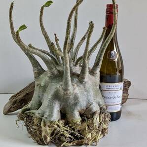 塊根植物 アデニウム アラビカム adenium arabicum コーデックス 砂漠のバラ オクトパス 重量級 a-02の画像2