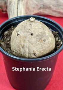 塊根植物　 stephania erecta　ステファニア　エレクタ　コーデックス　X-19