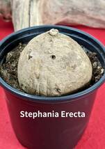 塊根植物　 stephania erecta　ステファニア　エレクタ　コーデックス　X-19_画像1