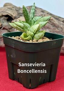 sansevieria boncellensis　サンスベリア　ボンセレンシス　No51