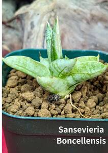 sansevieria boncellensis　サンスベリア　ボンセレンシス　No52