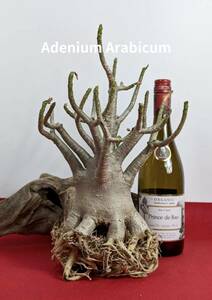 塊根植物　アデニウム アラビカム　adenium arabicum　コーデックス　砂漠のバラ　オクトパス　No56