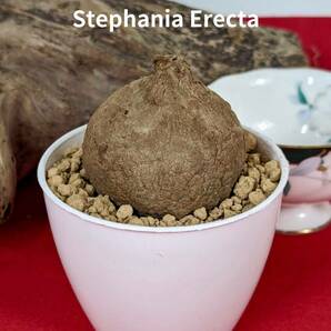 塊根植物  stephania erecta ステファニア エレクタ コーデックス X-15の画像1