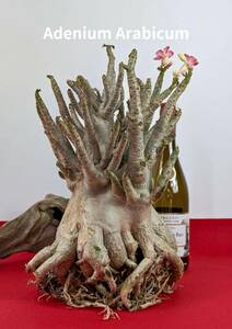 塊根植物　アデニウム アラビカム　adenium arabicum　コーデックス　オクトパス　重量級　極太　No64