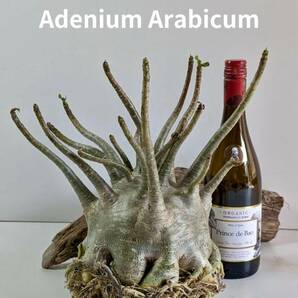 塊根植物 アデニウム アラビカム adenium arabicum コーデックス 砂漠のバラ オクトパス 重量級 a-02の画像1