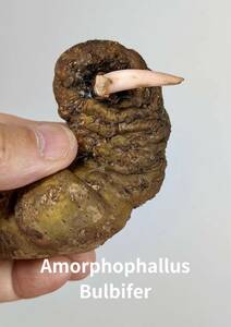 amorphophallus bulbifer　アモルフォファルス　X-03