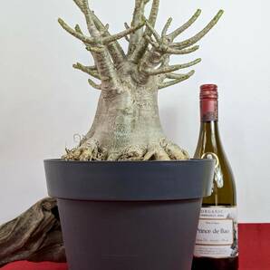 塊根植物 アデニウム アラビカム adenium arabicum コーデックス 砂漠のバラ オクトパス スーパービッグ No61の画像9