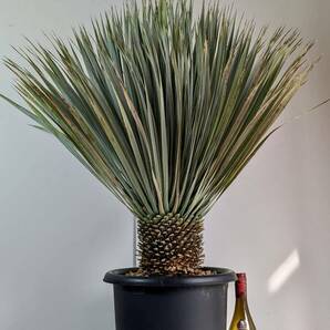 yucca rostrata hybrit  ユッカ ロストラータ ハイブリット 極太 10号ポット No47の画像2