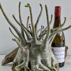 塊根植物 アデニウム アラビカム adenium arabicum コーデックス 砂漠のバラ オクトパス 重量級 a-02の画像3