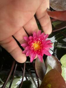 jaka phone .. type small seedling temperature obi water lily enduring cold . water lily water lily biotope aquatic . obi water lily water lily water lily 