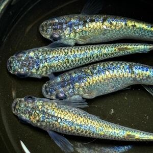 G.ネプチューン サバンナ様直系 (鰭長因子持ち)頭青極上タイプ（最新世代）若魚 4匹　2ペア 現物出品