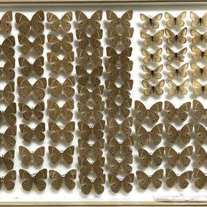 蝶 標本 クロヒカゲモドキとタカネヒカゲ（ドイツ箱入り）の画像1