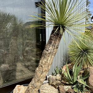 ユッカ ロストラータ Yucca rostrata の画像8