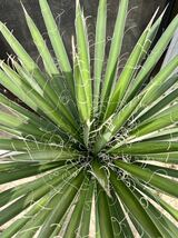 ユッカ フィリフェラ Yucca filifera 大株_画像7