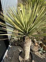 ユッカ ロストラータ Yucca rostrata _画像5