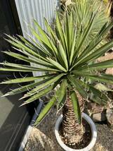 ユッカ フィリフェラ Yucca filifera_画像5