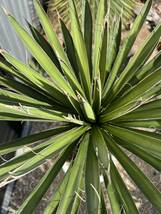 ユッカ フィリフェラ Yucca filifera_画像6