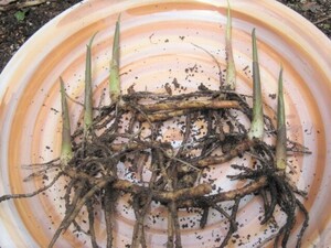 ミョウガの苗　６本　無農薬　そのまま植えられます。／追跡サービスあり 新芽 地下茎 根茎 種茎 茗荷