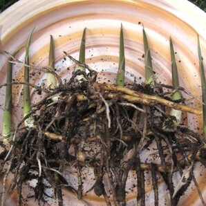 ミョウガの苗 ８本 無農薬 そのまま植えられます。／追跡サービスあり 新芽 地下茎 根茎 種茎 茗荷の画像1